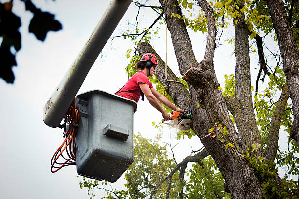 The Steps Involved in Our Tree Care Process in New Port Richey, FL